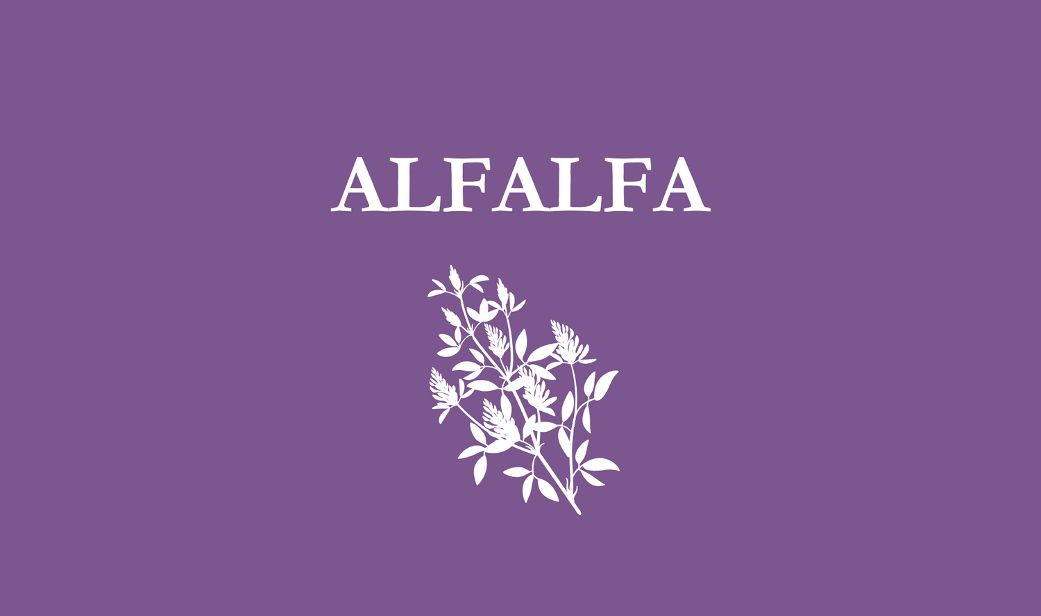 Alfalfa