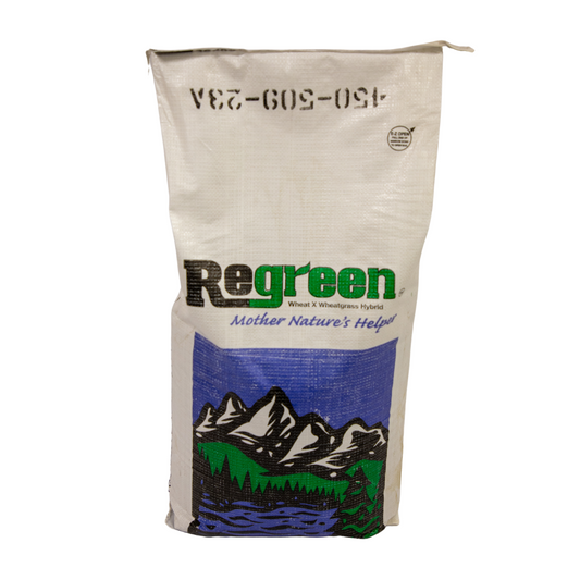 Regreen (Sterile Wheat x Wheatgrass Hybrid)