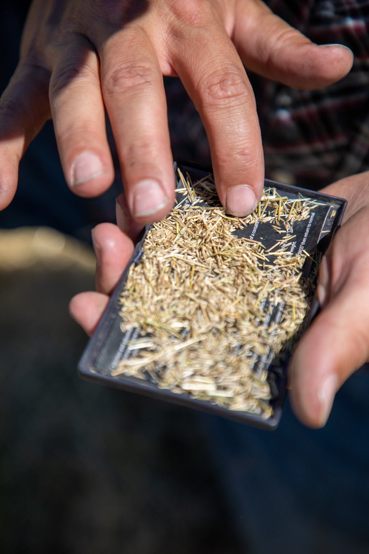 Custom CRP native grass seed mix sample