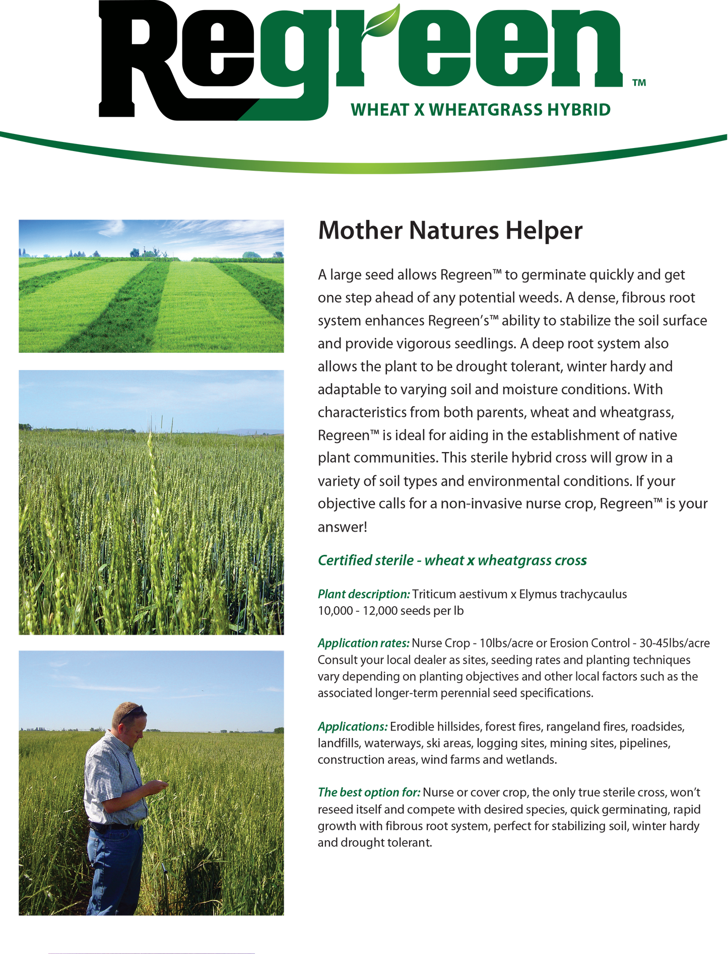 Regreen (Sterile Wheat x Wheatgrass Hybrid)