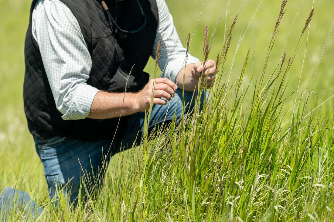 Farmer inspecting CRP field