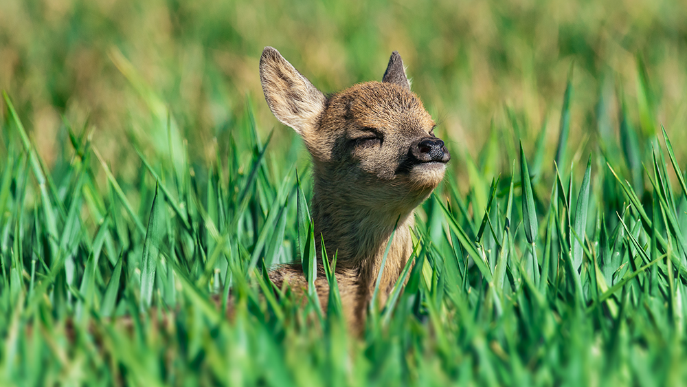 Deer & Elk Food Plots: What, When and Where to Plant.