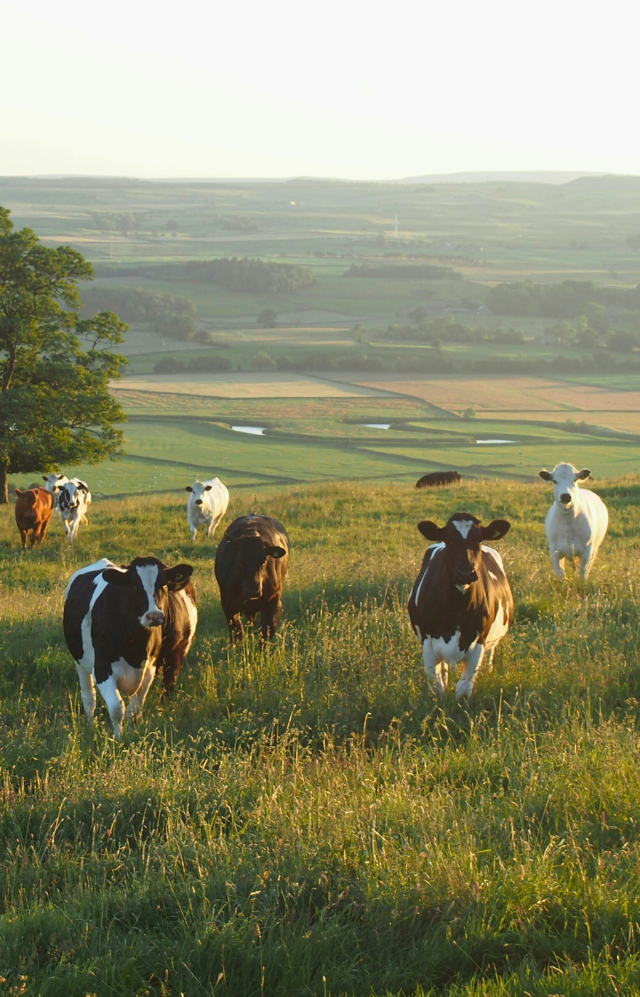 Hay & Pasture