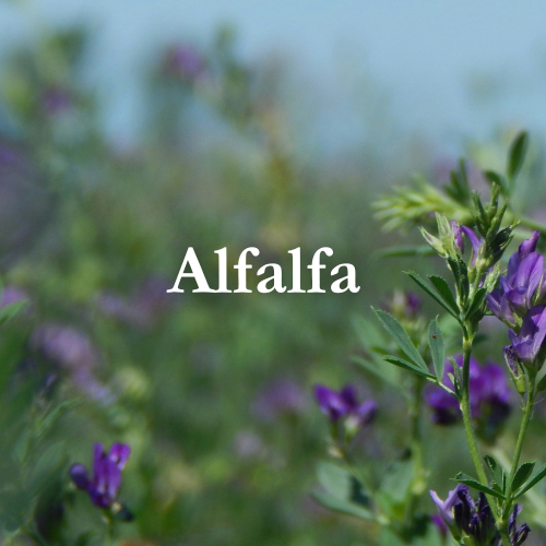 Shop Alfalfa