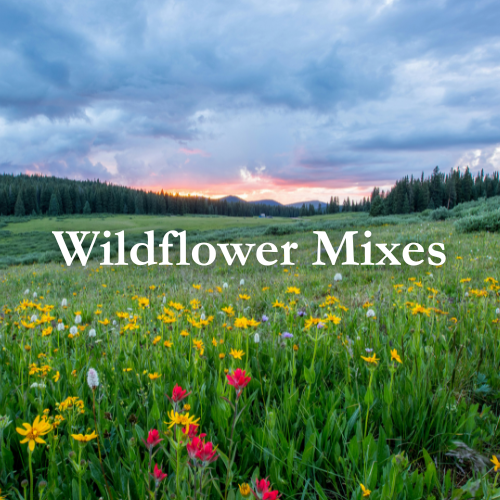 Shop Wildflowers