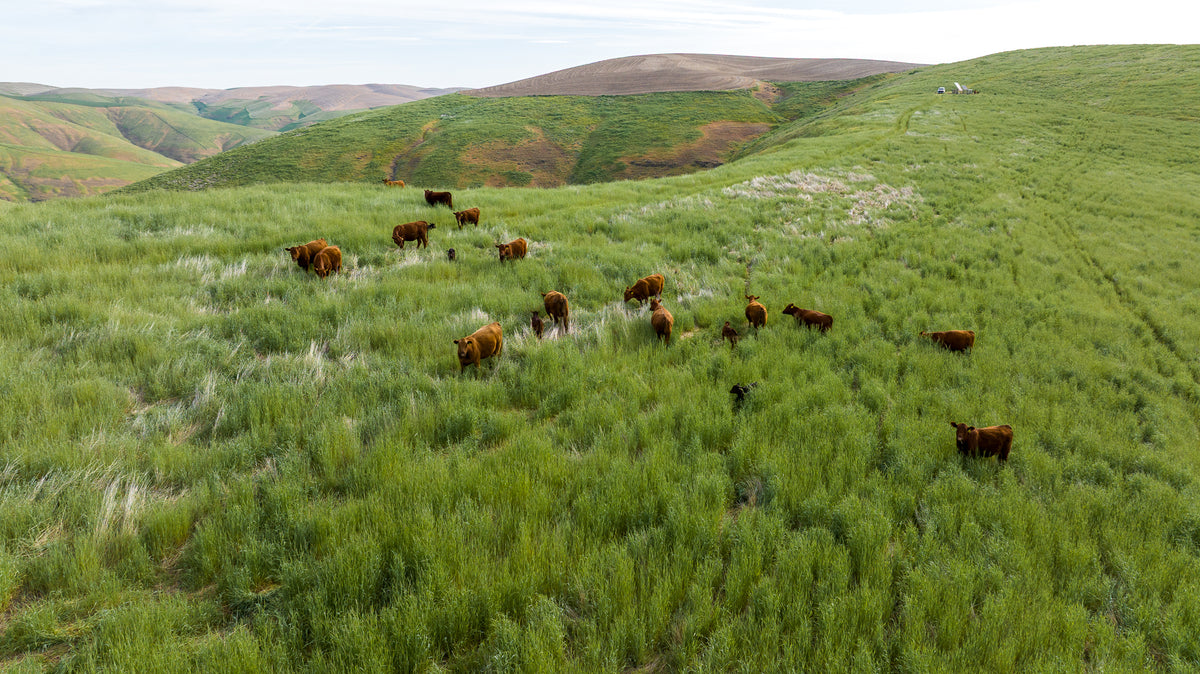 A herd of brown cattle grazing on a lush green hillside with rolling hills in the background under a pale sky.