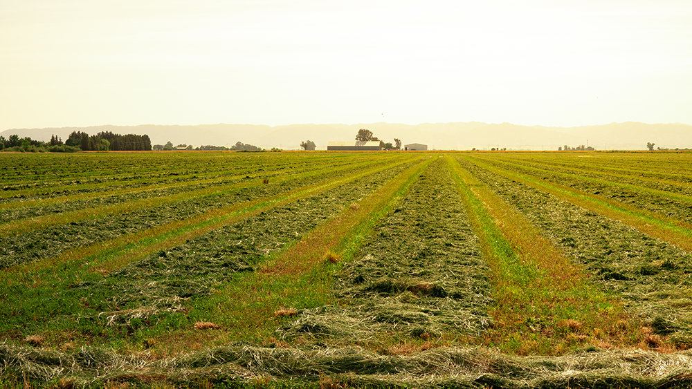 Forage Legumes