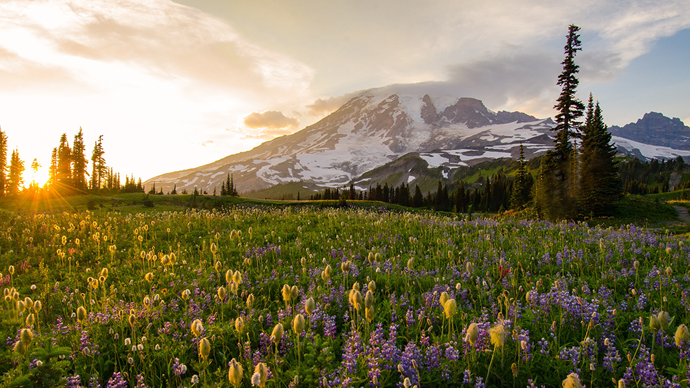 Forbes, Legumes & Wildflowers