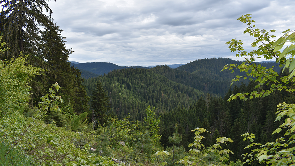 Different Types Of Grasses Grass Seed Guide Rainier Seeds