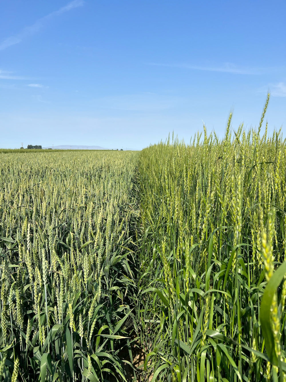 Green wheat field under a clear blue sky