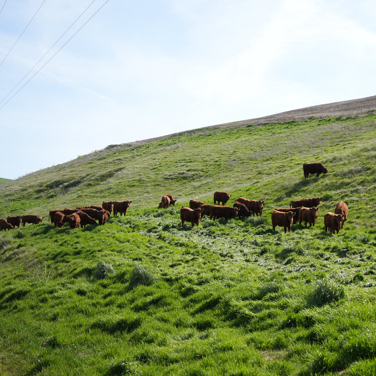 A herd of brown cattle grazing on a lush green hillside under a pale blue sky.