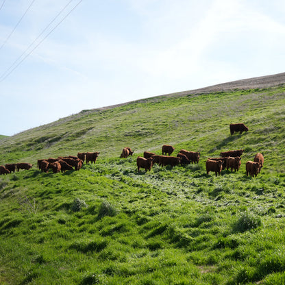A herd of brown cattle grazing on a lush green hillside under a pale blue sky.