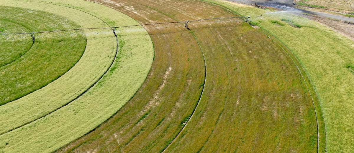 Rainier Seeds field in the Pacific Northwest