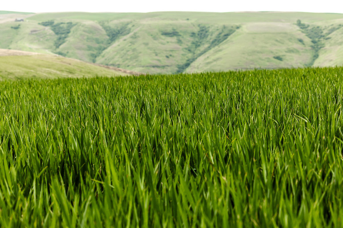 Rainier Seeds grass seed field with rolling hills behind