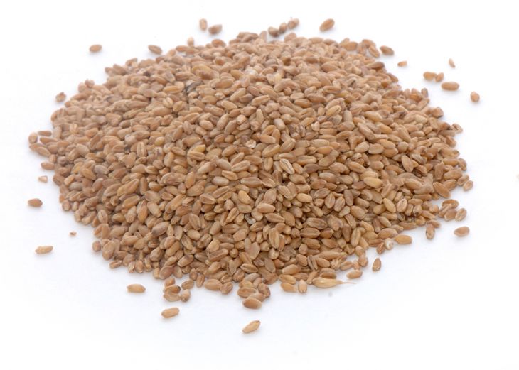 Regreen (Sterile Wheat x Wheatgrass Hybrid)