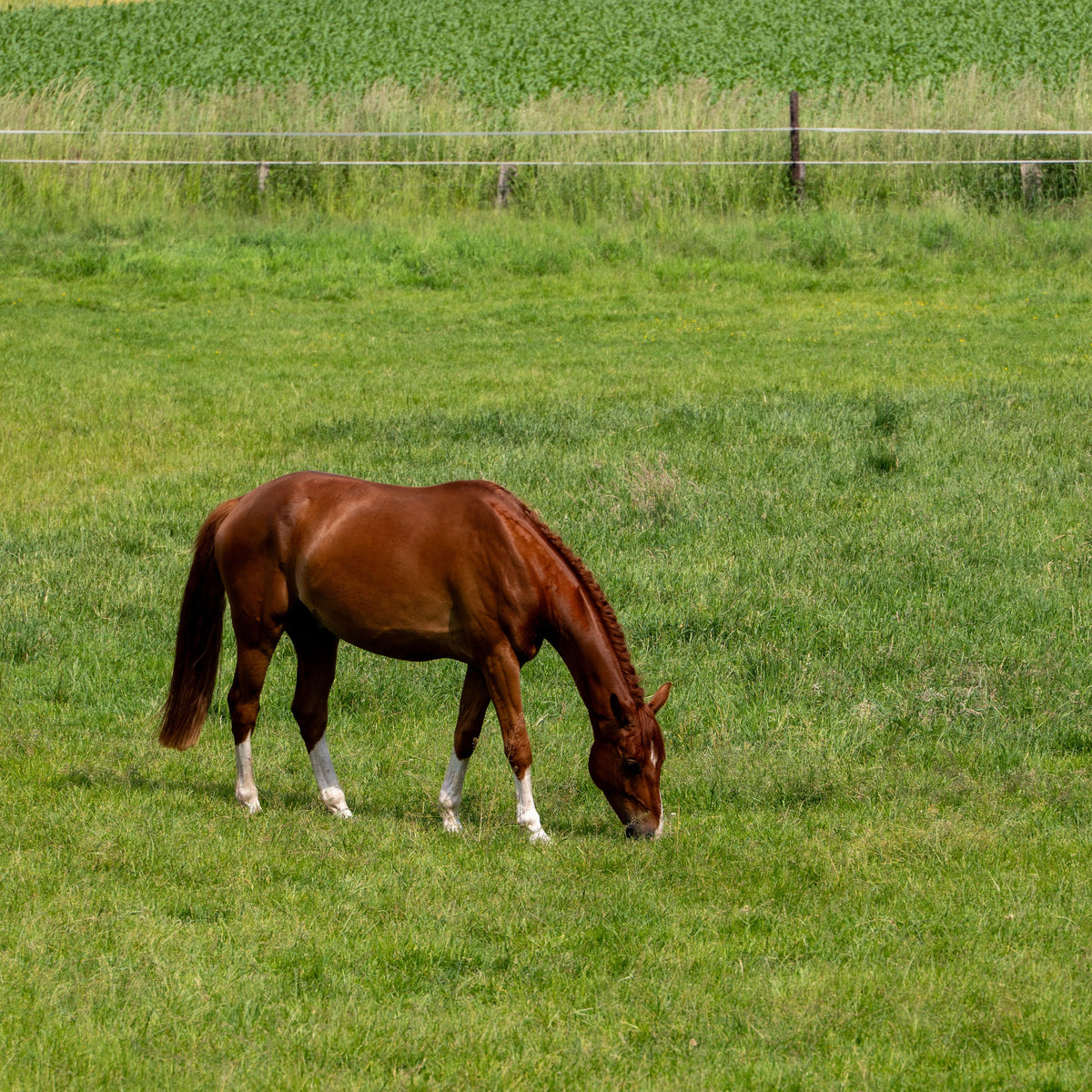 A brown horse with white socks grazes in a green grassy field with a fence and yellow-green crops in the background.