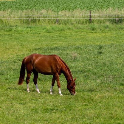 A brown horse with white socks grazes in a green grassy field with a fence and yellow-green crops in the background.