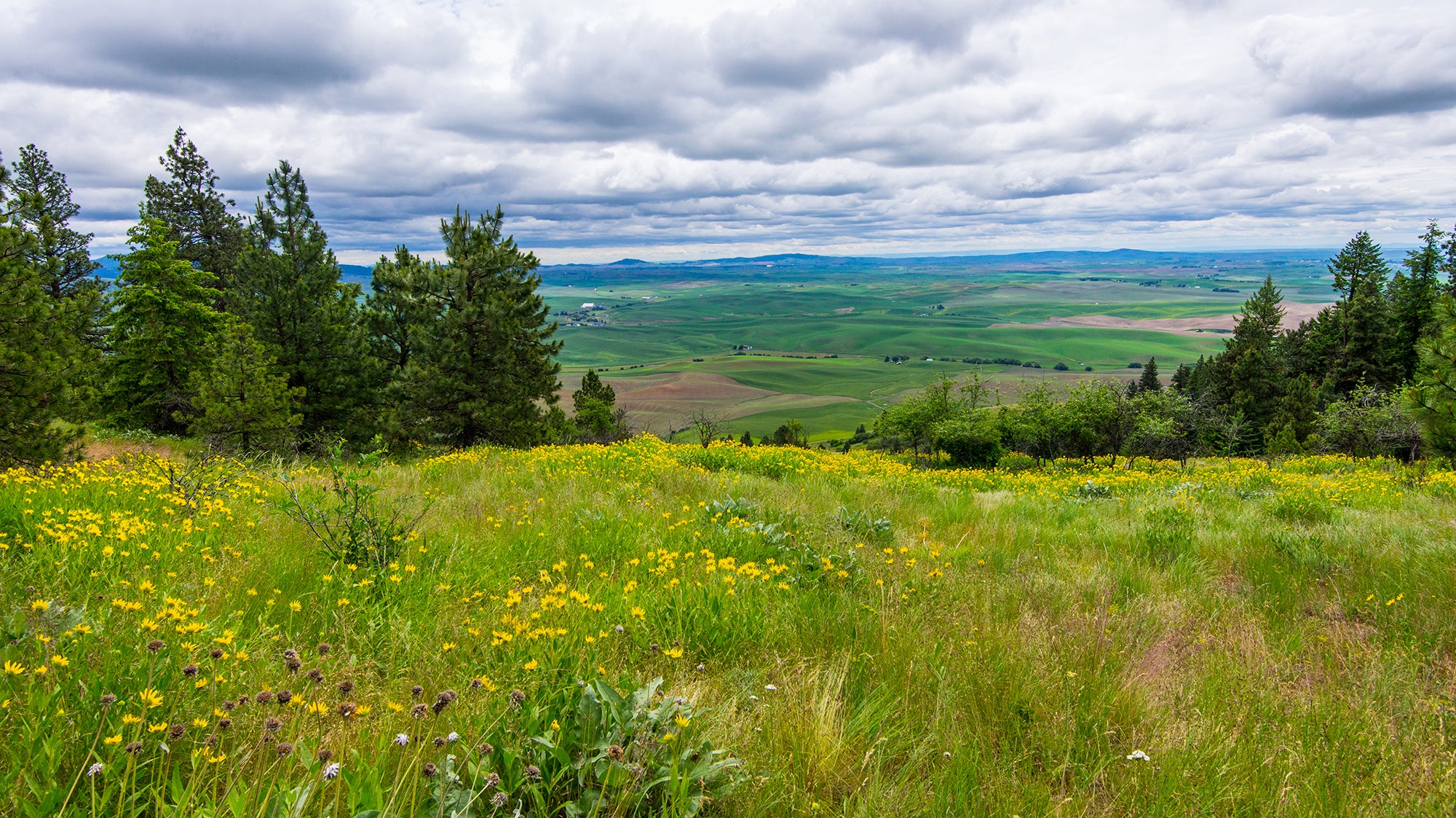 Best Way To Plant Wildflower Seed In Spring & Fall Guide Rainier Seeds