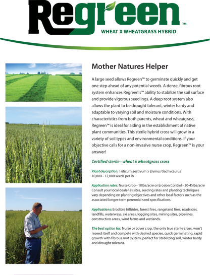 Regreen (Sterile Wheat x Wheatgrass Hybrid)